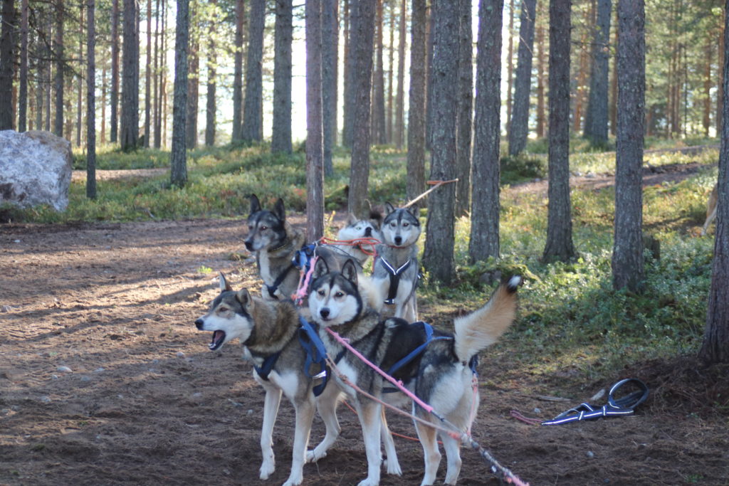 Husky Sled Dog Park- Finland