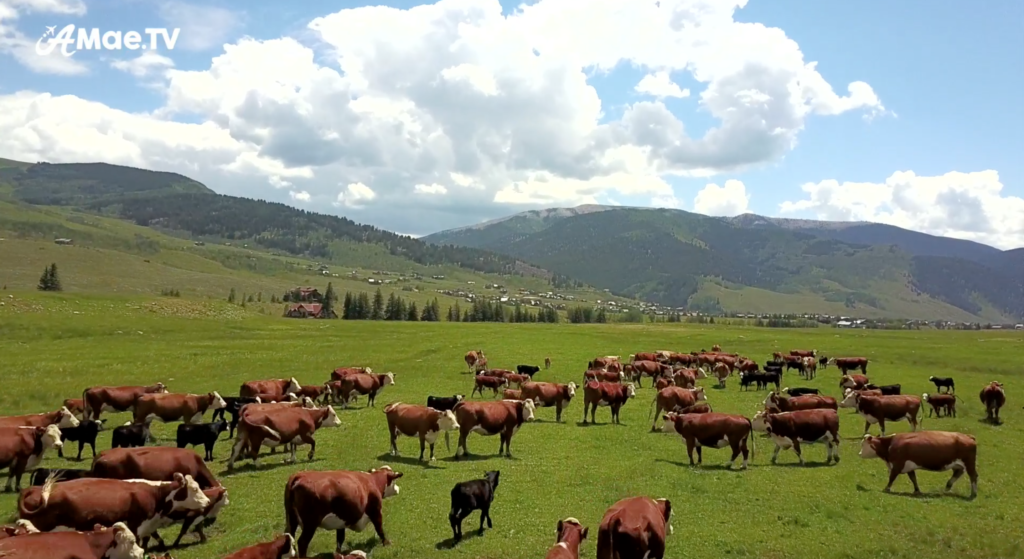 Colorado Cows