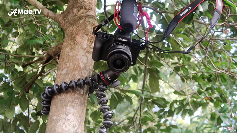 joby gorillapod in tree