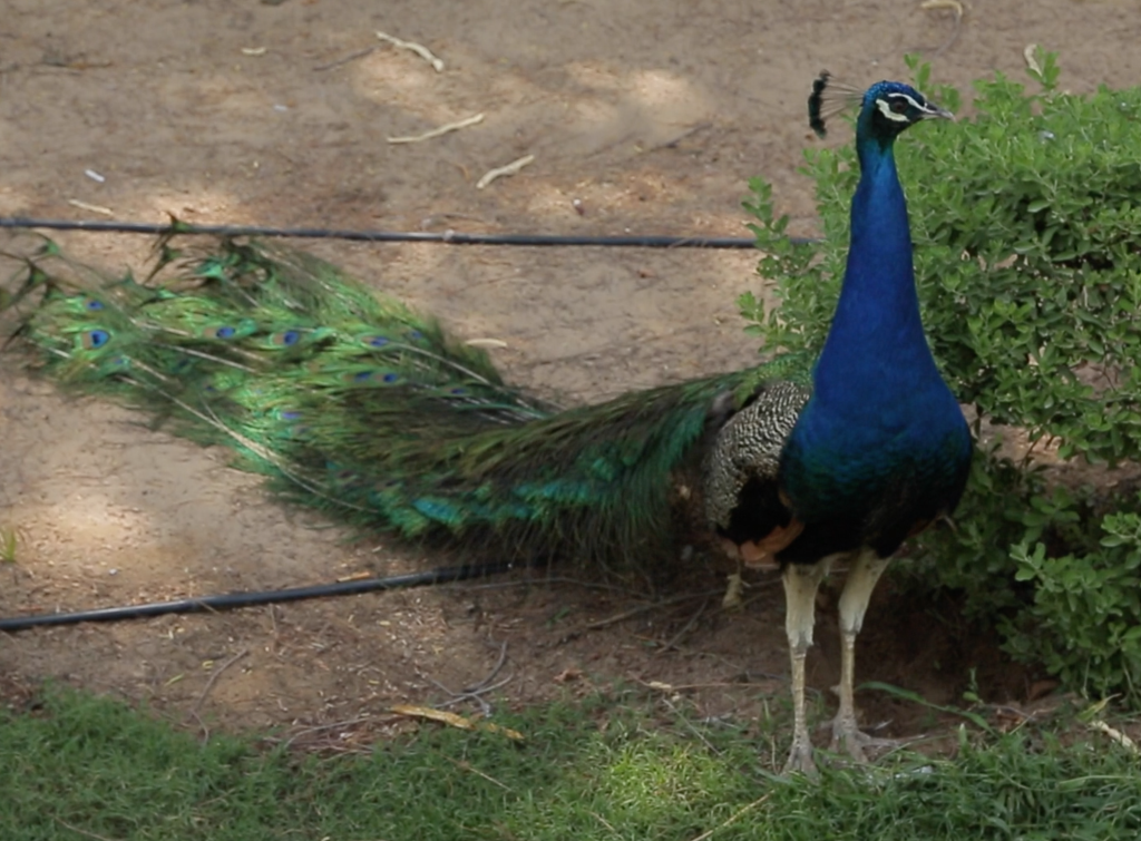 Peacocks in Dubai
