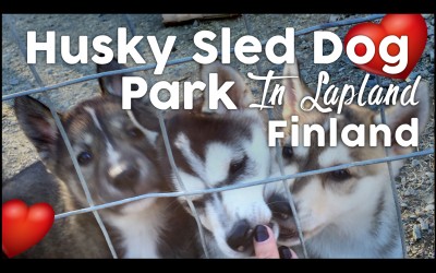 Visiting A Husky Sled Dog Park in Lapland Finland