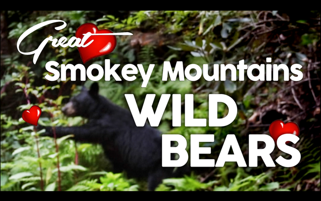 Great Smokey Mountains National Park Black Bears